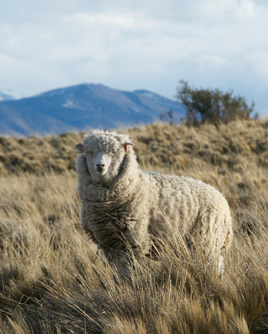 Merino Sheep standing in a grassy field in Patagonia with mountains in the background