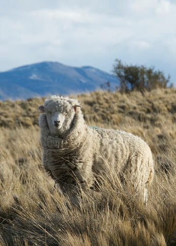 Merino wool sheep standing in a grassy field in Patagonia with mountains in the background